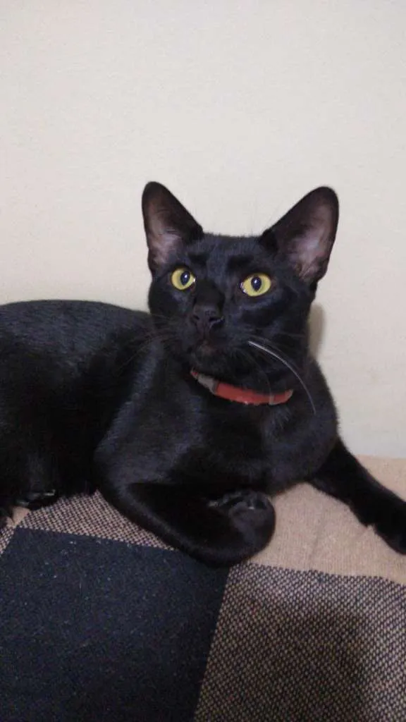 Gato raça SRD idade 7 a 11 meses nome MORCEGUINHO