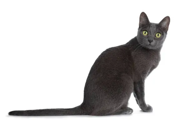 Gato raça korat idade 1 ano nome LUA