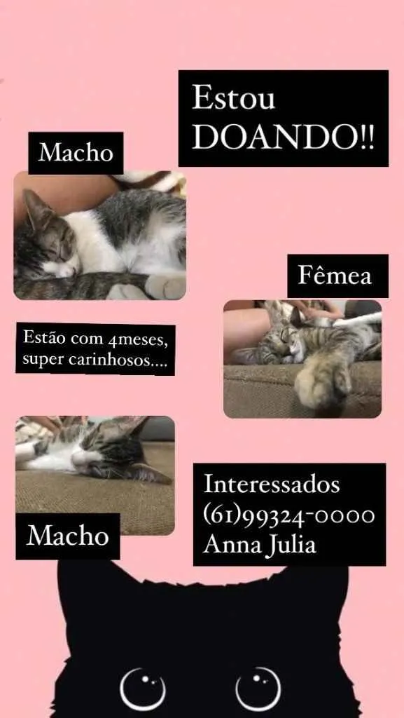 Gato ra a SRD idade 2 a 6 meses nome À escolher