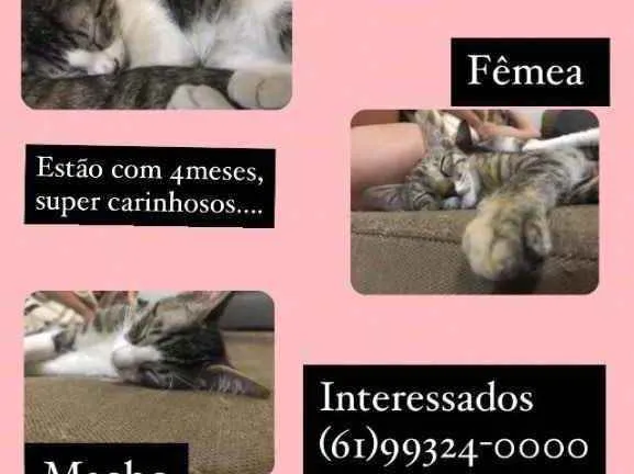 Gato ra a SRD idade 2 a 6 meses nome À escolher