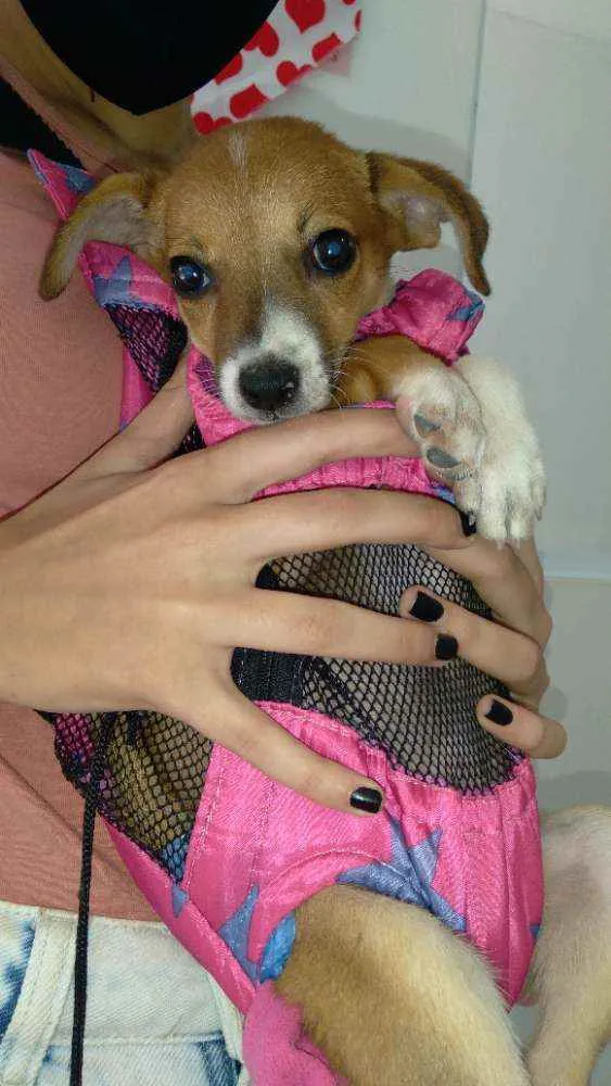 Cachorro ra a Srd idade 2 a 6 meses nome FLOR
