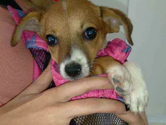 Cachorro ra a Srd idade 2 a 6 meses nome FLOR