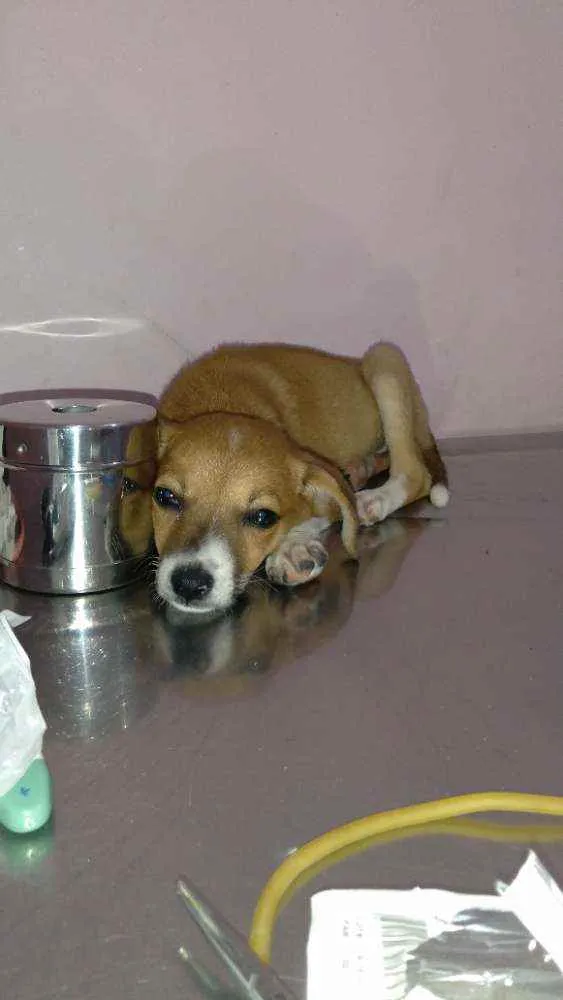Cachorro ra a Srd idade 2 a 6 meses nome FLOR