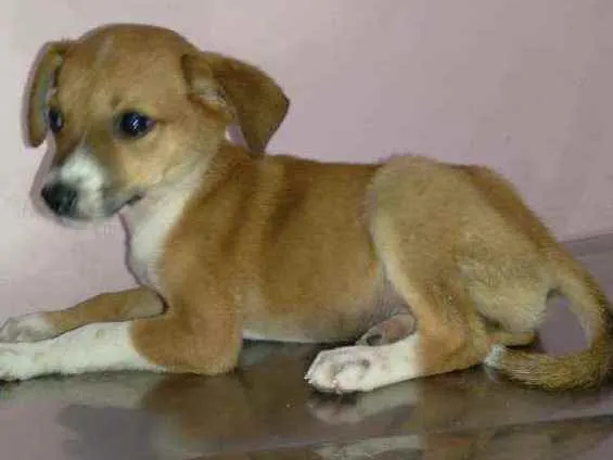 Cachorro ra a Srd idade 2 a 6 meses nome FLOR