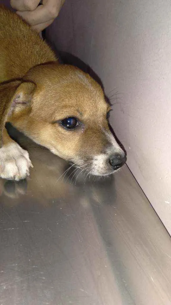 Cachorro ra a Srd idade 2 a 6 meses nome FLOR