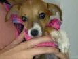FLOR