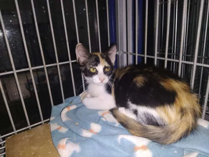 Gato ra a SRD idade 2 a 6 meses nome Pretinho e Tricolor