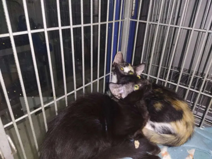 Gato ra a SRD idade 2 a 6 meses nome Pretinho e Tricolor