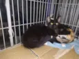 Pretinho e Tricolor