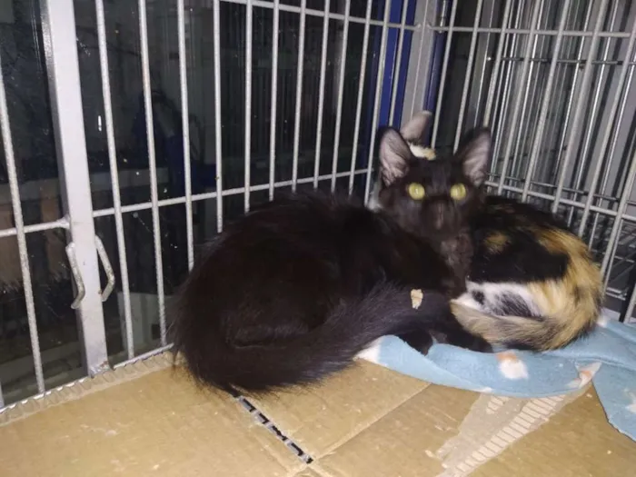 Gato ra a SRD idade 2 a 6 meses nome Pretinho e Tricolor