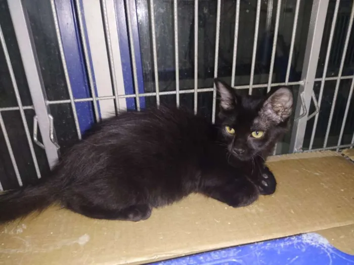 Gato ra a SRD idade 2 a 6 meses nome Pretinho e Tricolor