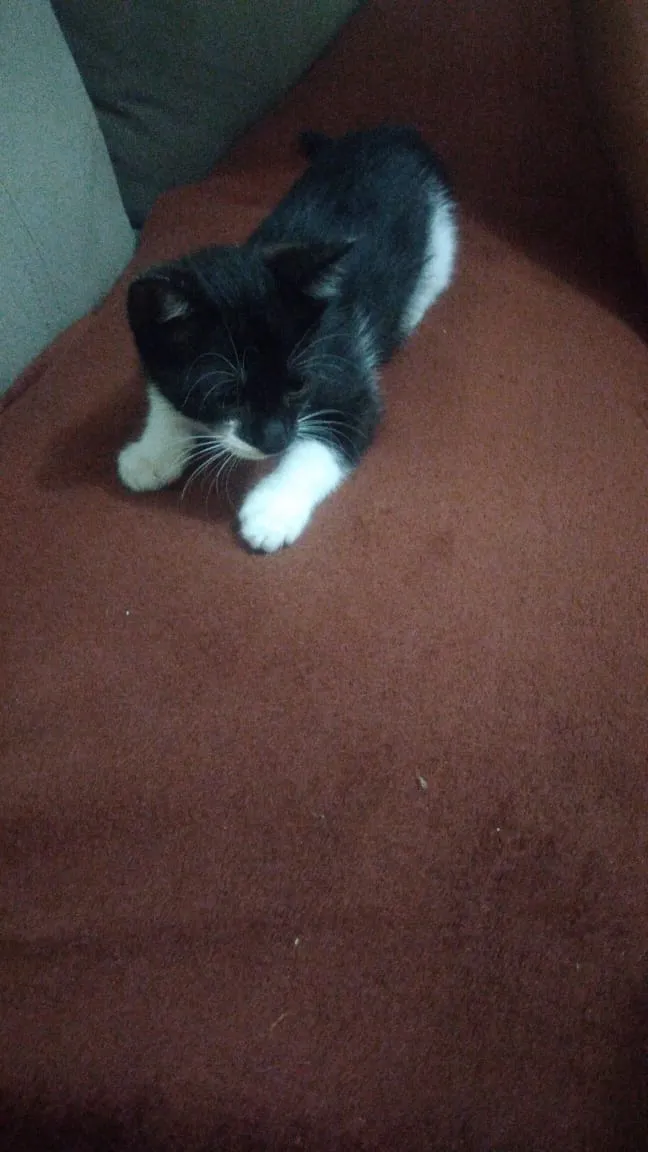 Gato ra a Vira lata  idade Abaixo de 2 meses nome Oreo e Oncinha
