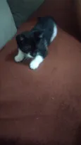 Oreo e Oncinha