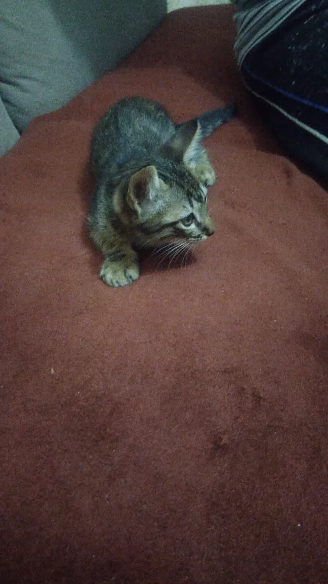 Gato ra a Vira lata  idade Abaixo de 2 meses nome Oreo e Oncinha
