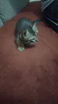Oreo e Oncinha