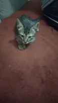 Oreo e Oncinha
