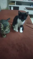 Oreo e Oncinha