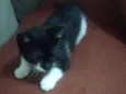 Oreo e Oncinha