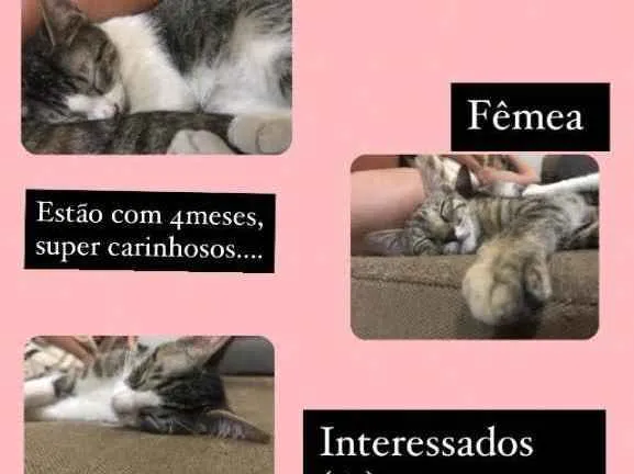 Gato ra a SRD idade 2 a 6 meses nome À escolher