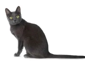 Gato raça korat idade 1 ano nome LUA