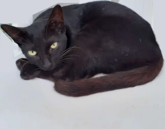 Gato raça Mestiça idade 1 ano nome Nilá