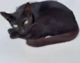 Nilá