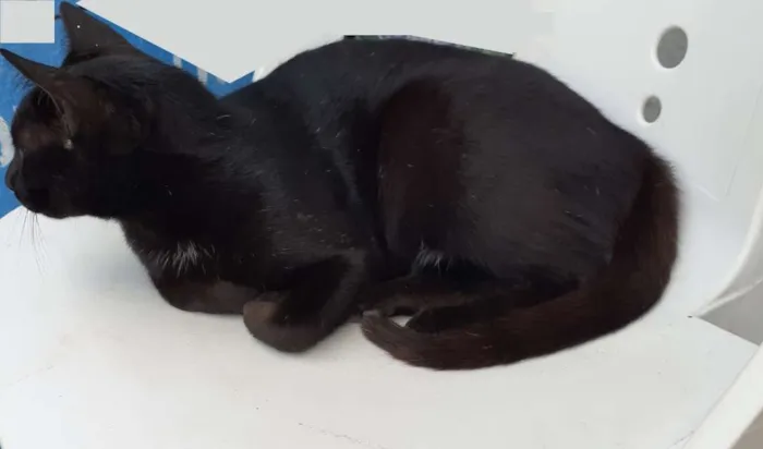 Gato raça Mestiça idade 1 ano nome Nilá