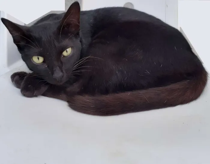 Gato raça Mestiça idade 1 ano nome Nilá