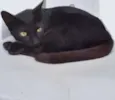 Nilá