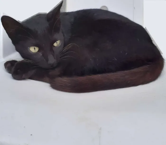 Gato raça Mestiça idade 1 ano nome Nilá