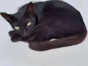 Gato raça Mestiça idade 1 ano nome Nilá