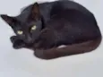 Nilá