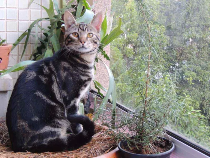 Gato ra a PELO CURTO BRASILEIRO idade 1 ano nome CHICO