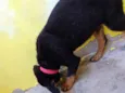 Nina