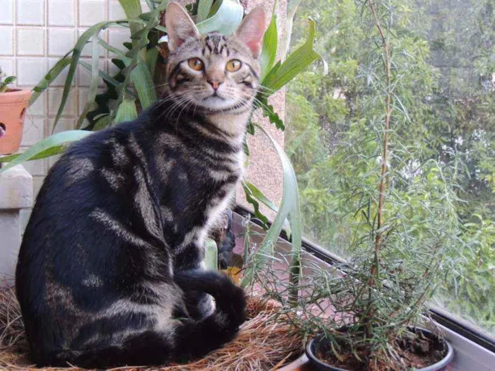 Gato ra a PELO CURTO BRASILEIRO idade 1 ano nome CHICO