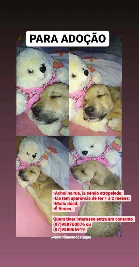 Cachorro ra a SRD idade Abaixo de 2 meses nome sem nome 