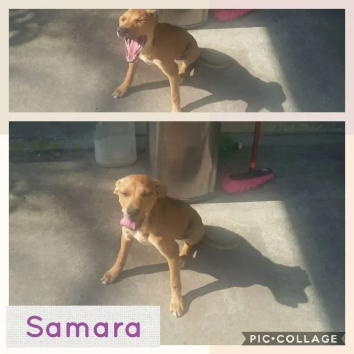 Cachorro ra a SRD-ViraLata idade 1 ano nome SAMARA