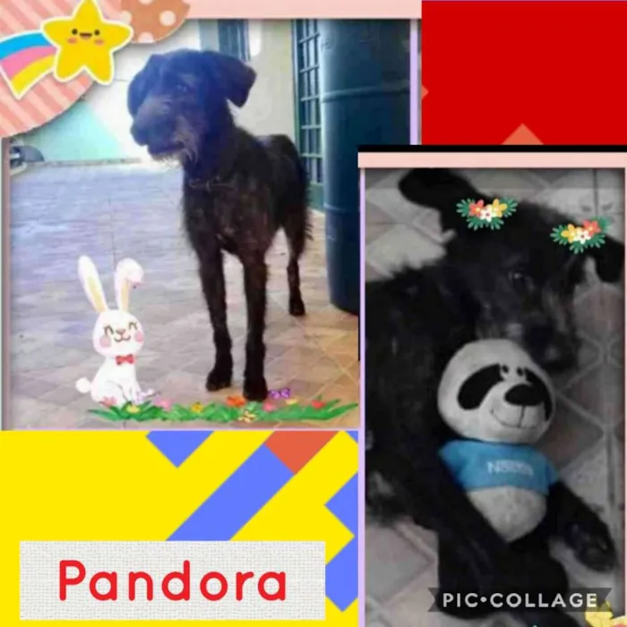 Cachorro ra a SRD/POODLE idade 6 ou mais anos nome PANDORA