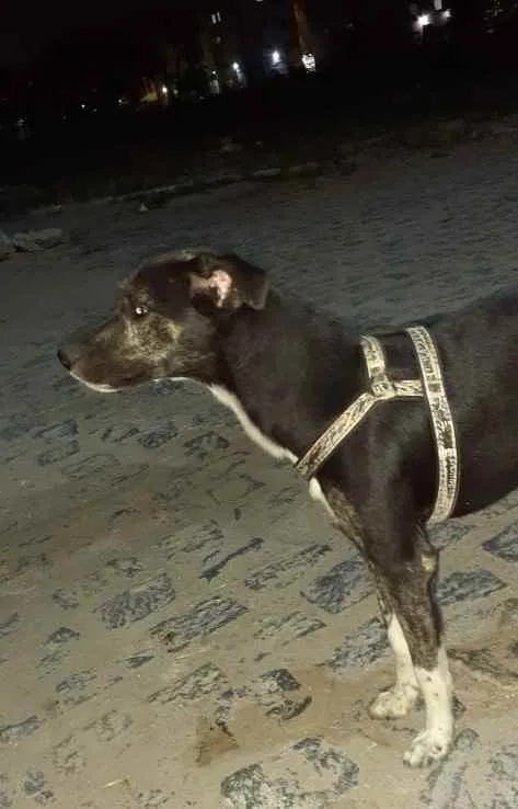 Cachorro ra a Indefinida idade 4 anos nome Não sei