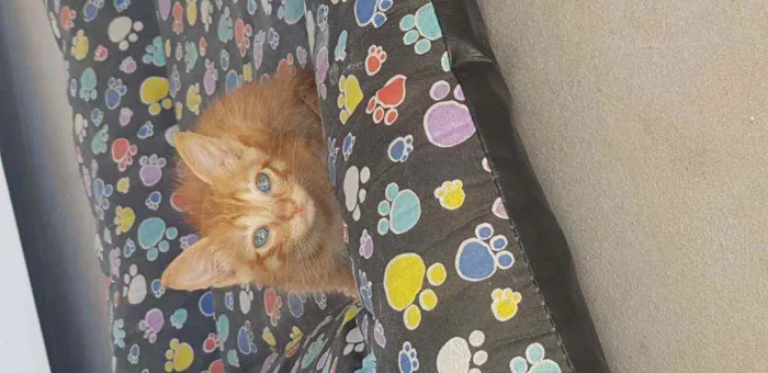 Gato ra a Sem raça  idade Abaixo de 2 meses nome Amarelinho lindo