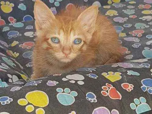 Gato ra a Sem raça  idade Abaixo de 2 meses nome Amarelinho lindo