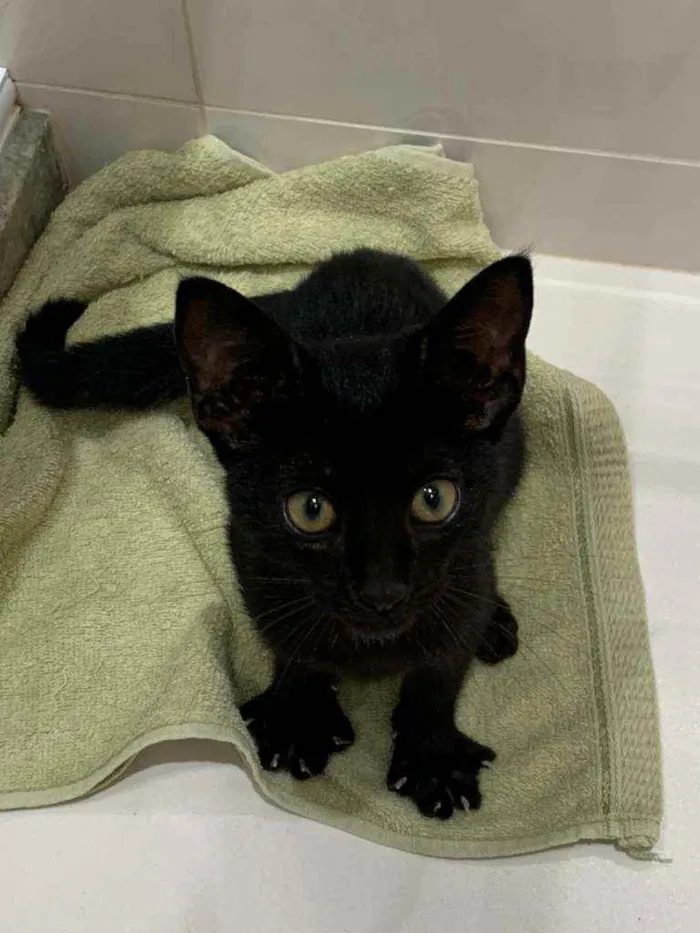Gato ra a Sem raça  idade 2 a 6 meses nome Pretinha linda