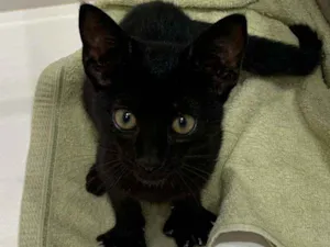 Gato raça Sem raça  idade 2 a 6 meses nome Pretinha linda