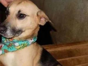 Cachorro raça SRD-ViraLata idade 3 anos nome RAPOSINHO