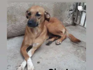 Cachorro raça SRD-ViraLata idade 2 anos nome GISELE