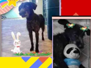 Cachorro raça SRD/POODLE idade 6 ou mais anos nome PANDORA