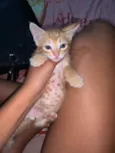 Simba