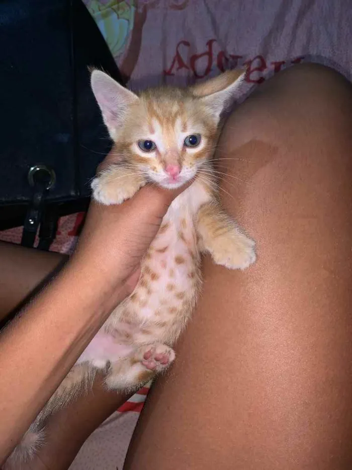 Gato raça  idade Abaixo de 2 meses nome Simba
