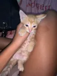 Simba