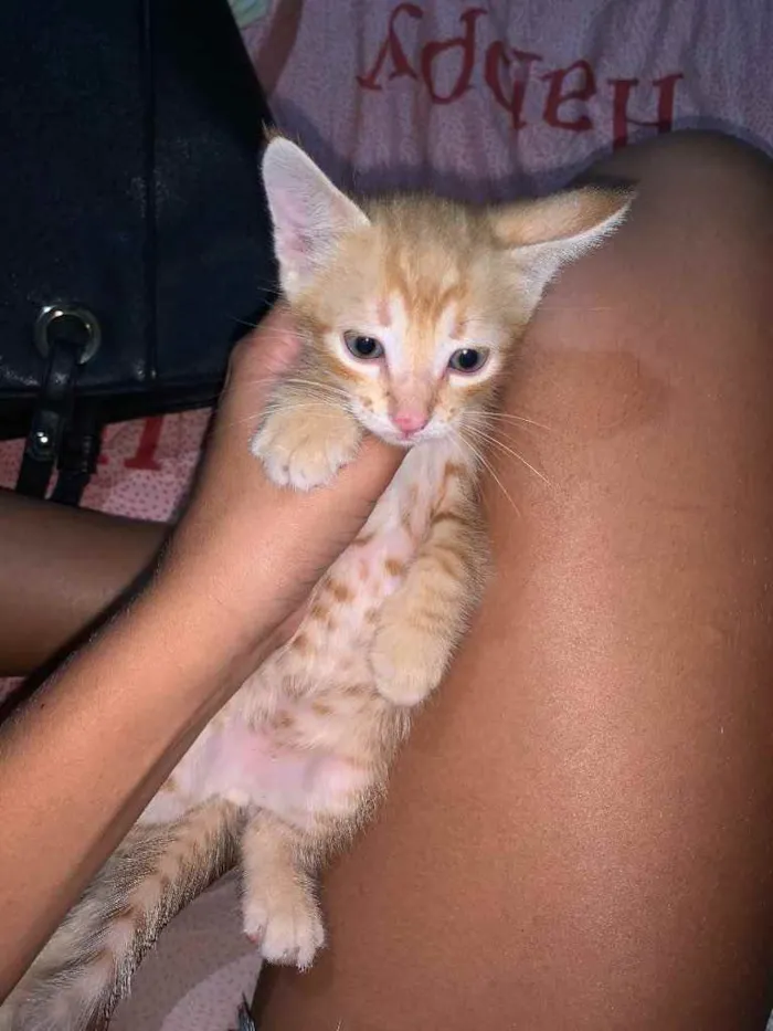 Gato raça  idade Abaixo de 2 meses nome Simba